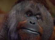 Penyebab Orangutan Menyeberang Jalan