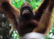 Orangutan Dilepasliarkan Setelah Bertahun-tahun Jalani Rehabilitasi