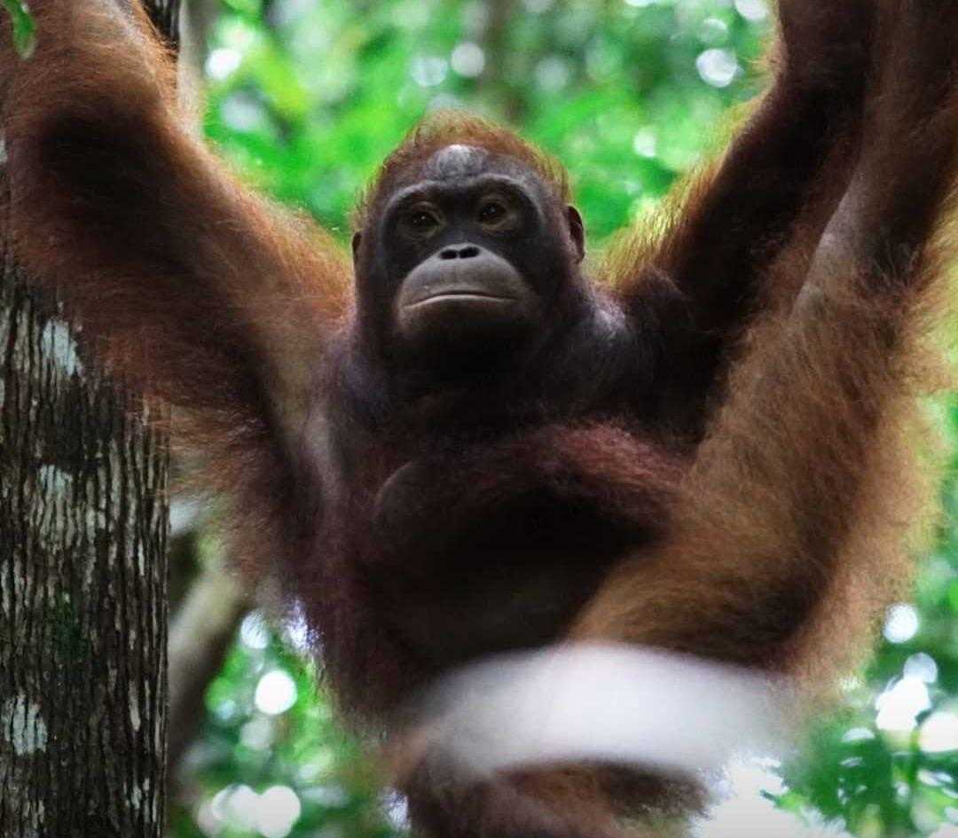 Orangutan kalimantan berhasil dikembalikan ke alam liar. | Foto: Muffidz Ma'sum/IAR Indonesia