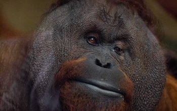 Penyebab Orangutan Menyeberang Jalan