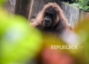 Orangutan Jantan Dilepasliarkan ke Hutan Lindung Sungai Paduan