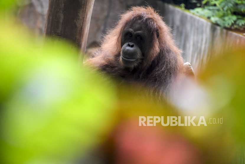 Orangutan kalimantan yang dilepasliarkan di Hutan Lindung Sungai Paduan, Senin (13/6). | Foto: Abdan Syakura/Republika