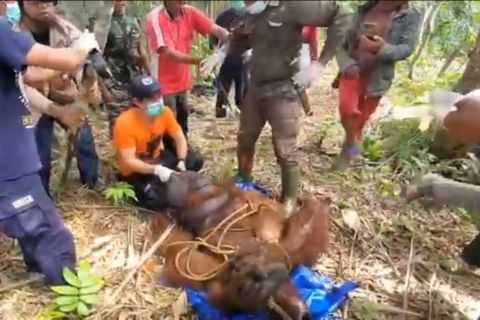 Satu individu orangutan kalimantan berhasil diselamatkan dengan tembakan bius. | Foto: Normansyah/iNews TV
