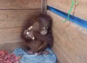 Warga Desa Lahei Serahkan Bayi Orangutan ke BKSDA