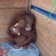 Seekor orangutan bernama Temon yang diserahkan warga Desa Lahei, Kecamatan Mentangai, Kabupaten Kapuas. Saat ini, Temon disekolahkan di sekolah hutan BOSF Nyaru Menteng. | Foto: BKSDA Kalteng