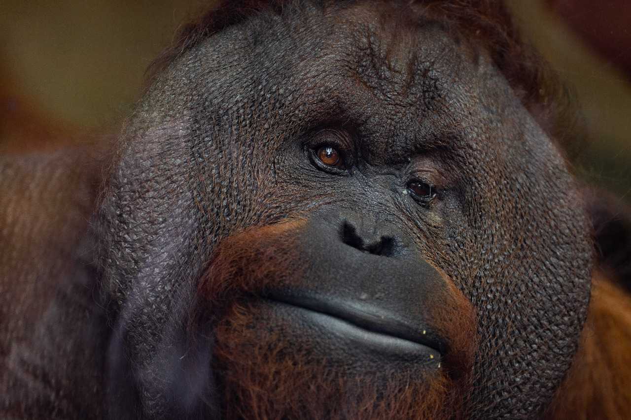 Orangutan kalimantan (Pongo pygmaeus). | Foto: Andy Holmes/Unsplash