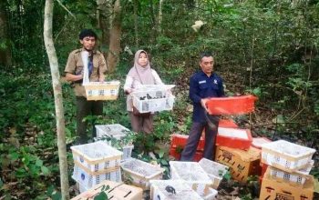 Pelepasliaran burung kicau di antaranya burung kutilang di kawasan hutan Gunung Rajabasa KPH Way Pisang, Kamis (16/6). | Foto: SKW III Lampung