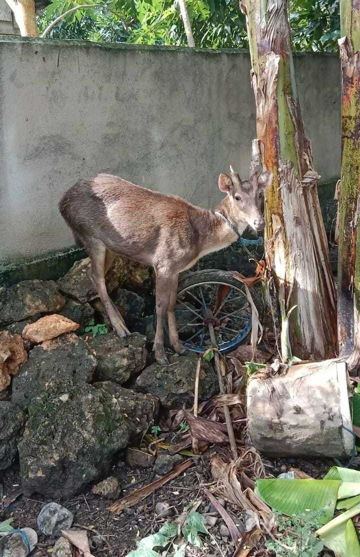 Seekor rusa yang tersangkut jaring di salah satu rumah warga berhasil diselamatkan. | Foto: Ahmad/KPA Tarsius