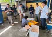 Penyelundupan Ribuan Telur Penyu di Bangka Belitung Berhasil Dicegat
