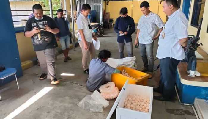 Penyelundupan Ribuan Telur Penyu di Bangka Belitung Berhasil Dicegat