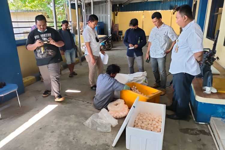 Ribuan telur penyu berhasil digagalkan dari upaya penyelundupan di wilayah perairan Pulau Gelasa, Rabu (8/6). | Foto: Heru Dahnur/Kompas