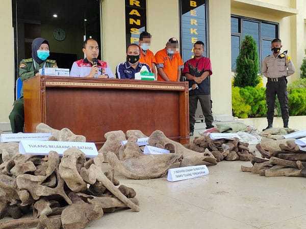 Dua orang tersangka berhasil ditangkap saat hendak melakukan penjualan tulang belulang gajah, salah satu satwa dilindungi di Indonesia. | Foto: Dede/Waspada