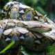 Ilustrasi ular sanca kembang (Malayopython reticulatus). | Foto: Jeff LeClere/inaturalist.org