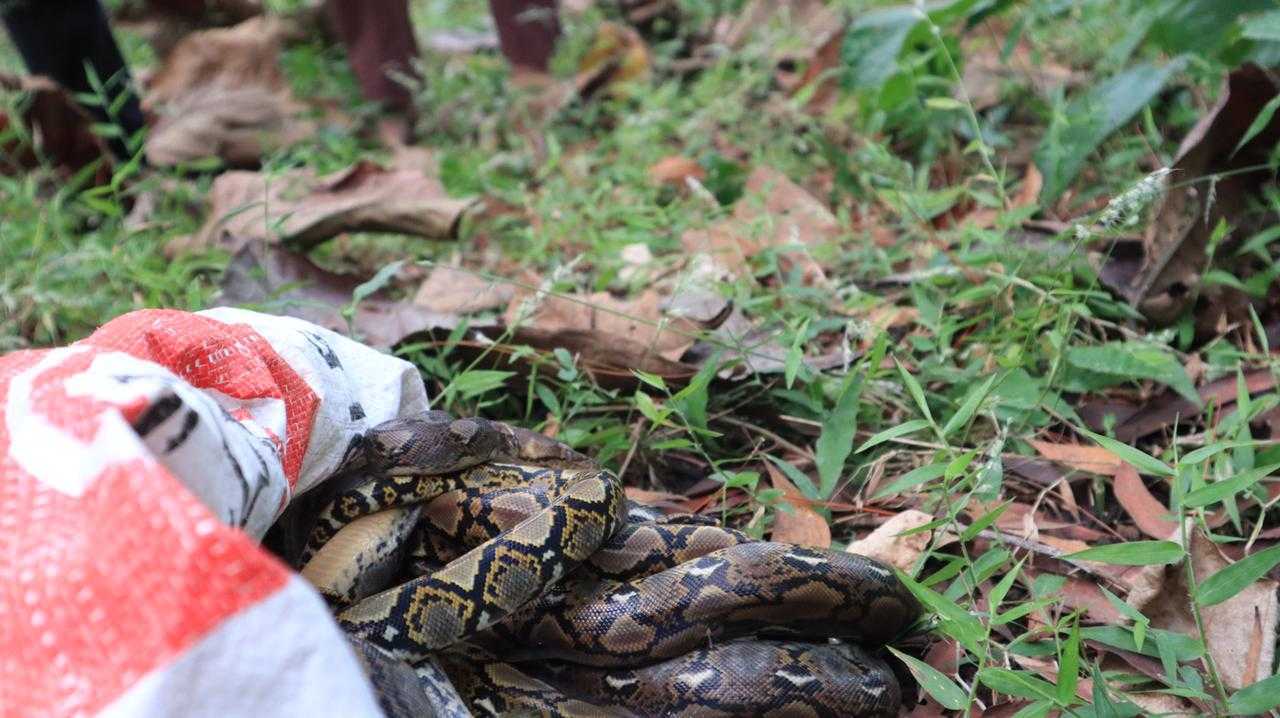 Ilustrasi ular sanca kembang saat dilepasliarkan di SM Sermo, Kulon Progo. | Foto: PPID KLHK