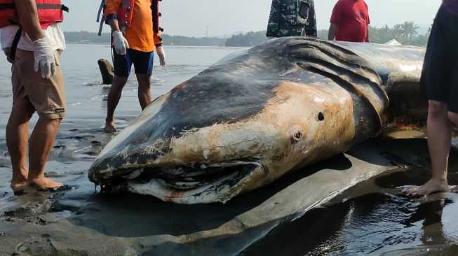 Ikan hiu tutul mati terdampar. | Foto: Hiskia Andika Weadcaksana/ SuaraJogja