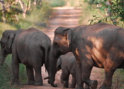 Cari Makan ke Perkebunan, Kawanan Gajah Dilaporkan