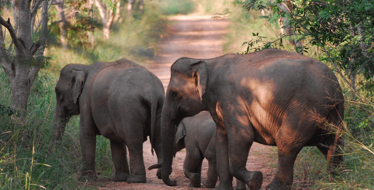 Ilustrasi kawanan gajah sumatera. | Foto: WWF Indonesia