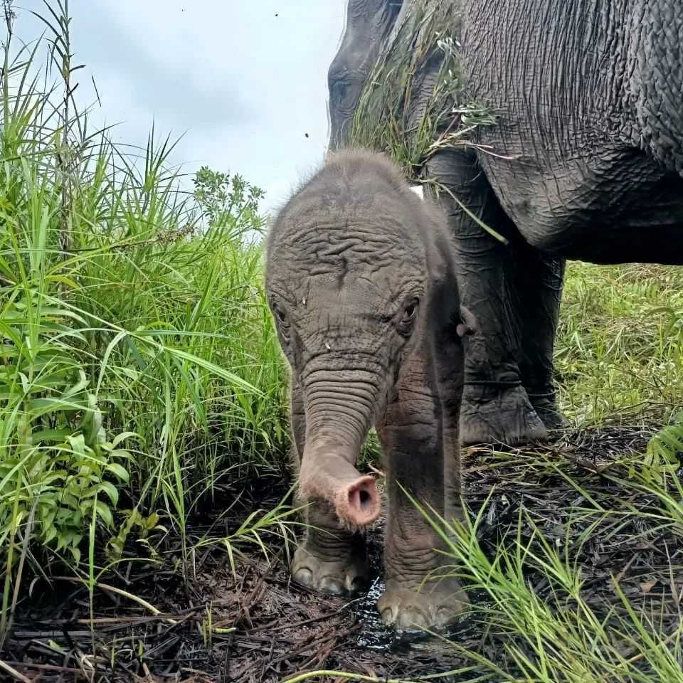 Gambar bayi gajah yang lahir di PLG, Rabu (13/7). | Foto: BKSDA Sumsel