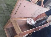 BKSDA Pindahkan 10 Ekor Buaya ke Kalimantan