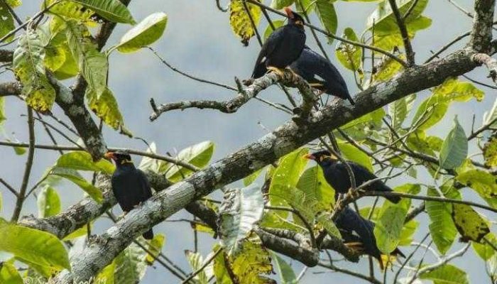 Jual Beo Mentawai, Kios Burung Didatangi BKSDA