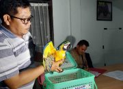 Burung Kakatua Macau Diangkut Secara Ilegal dari Medan