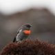 Seekor burung robin salju. | Foto: Ross Gallardy/eBird