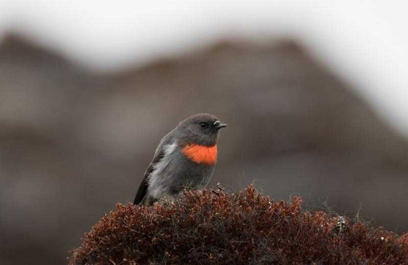 Seekor burung robin salju. | Foto: Ross Gallardy/eBird