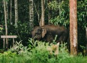 Gajah Liar: Keluar Cari Makan, Injak Karyawan