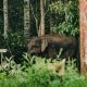Ilustrasi gajah liar. | Foto: Colin+Meg/Unsplash