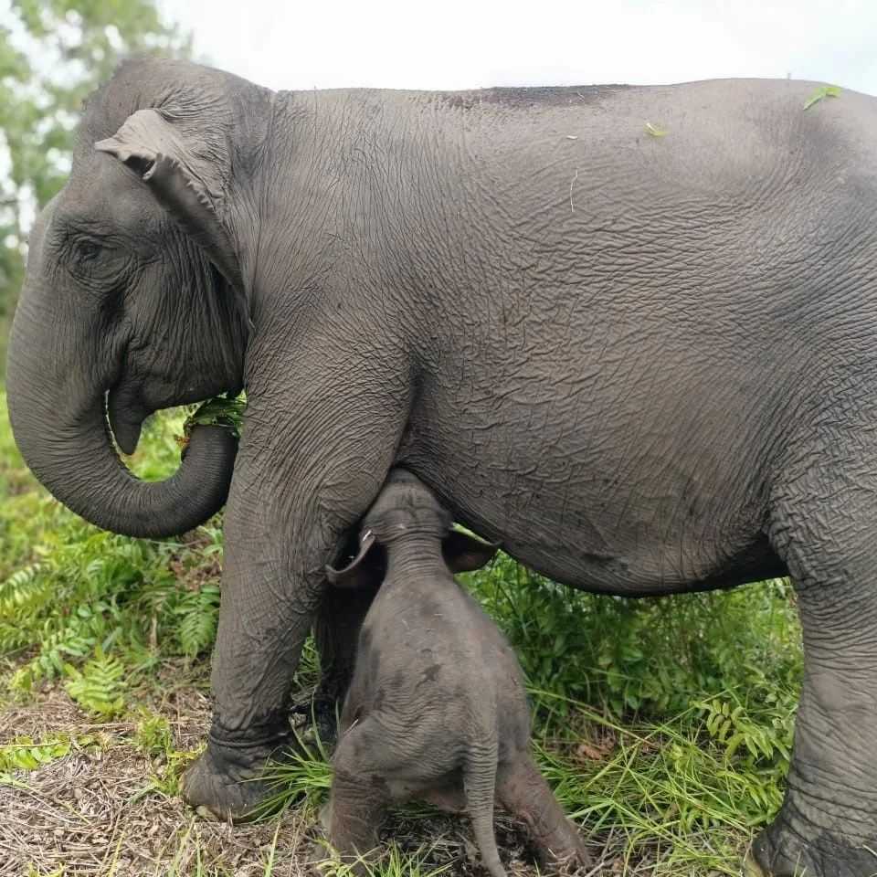 Bayi gajah sedang menyusu dengan induknya. | Foto: BKSDA Sumsel