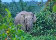 Kocak, Warga Minta BKSDA Usir Gajah Sumatera