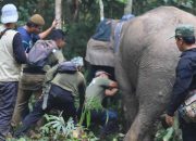 Gajah Sumatera Mati, Hasil Nekropsi Belum Diketahui