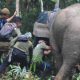 Ilustrasi saat petugas BKSDA Jambi melakukan kegiatan pemasangan dan pergantian GPS collar pada gajah sumatera. | Foto: BKSDA Jambi