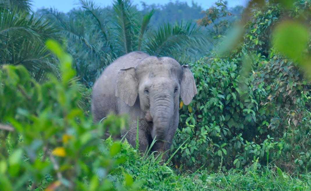Ilustrasi seekor gajah sumatera (Elephas maximus sumatrensis). | Foto: Sunarto/Forestdigest