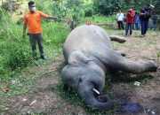 Kabupaten Pidie Penyumbang Konflik Gajah Tertinggi