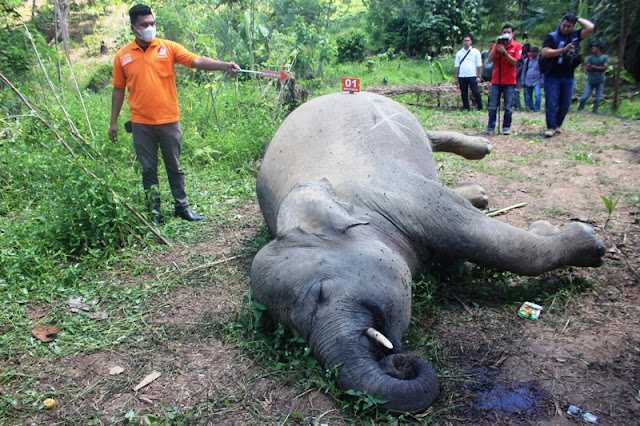 Ilustrasi gajah sumatera yang mati di Provinsi Aceh. | Foto: Humas Polres Aceh Timur