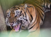 Harimau Tidur di Perkebunan, Warga Minta BKSDA Turun Tangan
