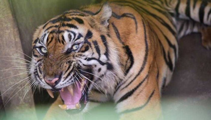 Harimau Tidur di Perkebunan, Warga Minta BKSDA Turun Tangan