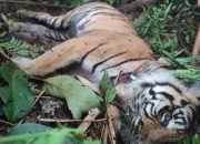 BBTNKS Ungkap Penyebab Kematian Harimau Citra