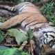Harimau sumatera (Panthera tigris sumatrae) bernama Citra Kartini ditemukan mati di Wilayah Desa Baru Lempur, Kecamatan Gunung Raya, Kabupaten Kerinci. | Foto: Int/BeritaNasional