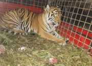 Tak Lama Usai Dilepasliarkan, Harimau Citra Dikabarkan Mati