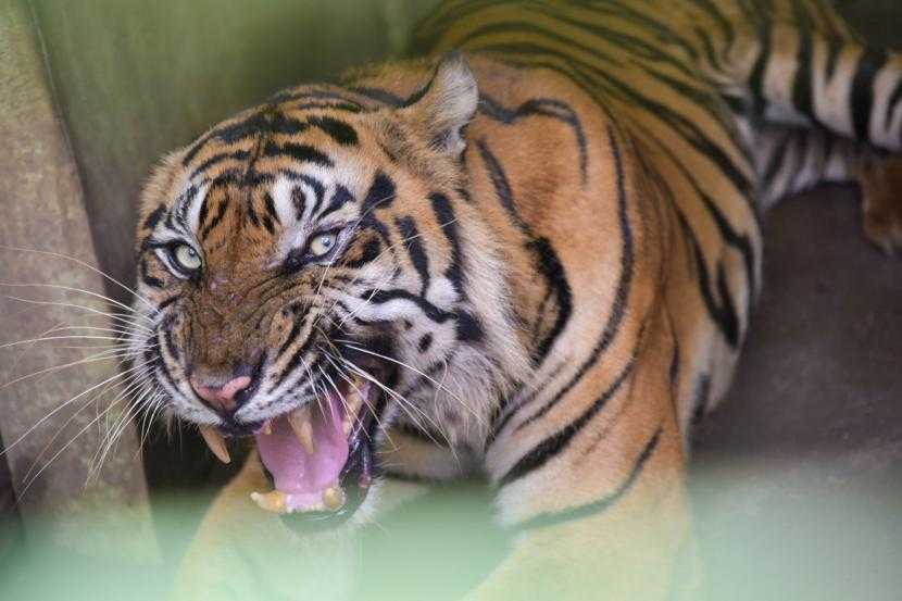 Ilustrasi gambar seekor harimau sumatera (Panthera tigris sumatrae). | Foto: Fransisco Carolio/Antara