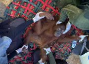 Orangutan Lagi-Lagi Dievakuasi dari Perkebunan PT PISS