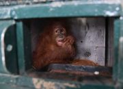Tersangka Jual Beli Orangutan Hadapi Babak Baru di Pengadilan