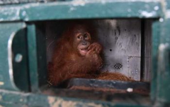 Ilustrasi orangutan sumatera yang diduga adalah korban perdagangan ilegal dipulangkan dari Jawa ke Sumatera, Kamis (19/8/2 021). | Foto: Fransisco Carolio/Antara