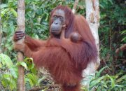 Warga Serahkan Orangutan Setelah Diimbau Polisi