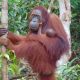 Ilustrasi seekor orangutan bersama bayinya di Suaka Margasatwa Lamandau, Kalimantan Tengah. | Foto: KLHK