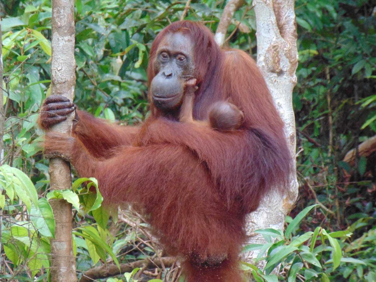 Ilustrasi seekor orangutan bersama bayinya di Suaka Margasatwa Lamandau, Kalimantan Tengah. | Foto: KLHK