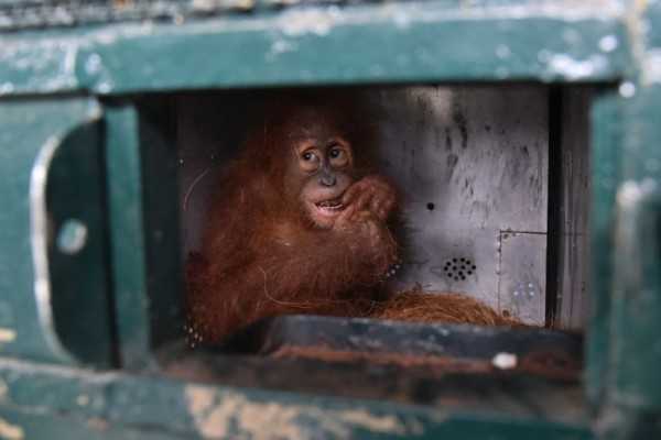Ilustrasi orangutan sumatera yang diduga adalah korban perdagangan ilegal dipulangkan dari Jawa ke Sumatera, Kamis (19/8/2 021). | Foto: Fransisco Carolio/Antara