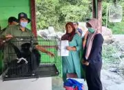 BKSDA Jemput Siamang di Deli Serdang